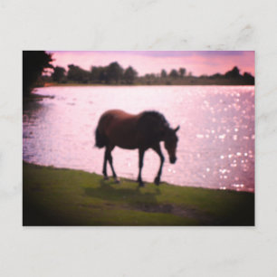 Pferd und See Postkarte