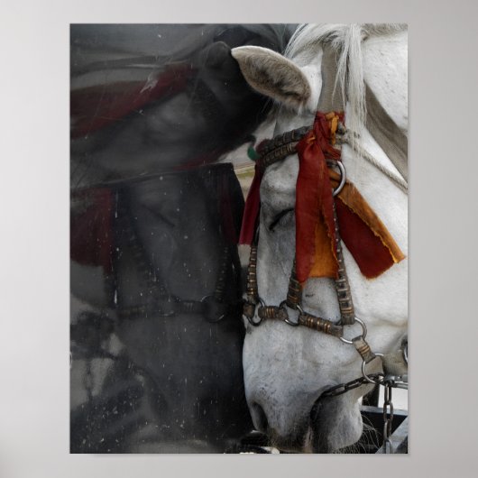 Pferd und seine Reflektion Poster (Vorne)