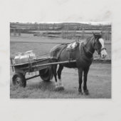 Pferd und Warenkorb Postkarte (Vorderseite)