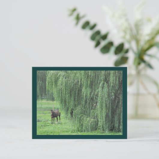 ~ Pferd und Willow ~ Postkarte (Stehend Vorderseite)