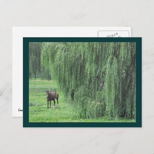 ~ Pferd und Willow ~ Postkarte (Vorne/Hinten)