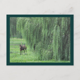 ~ Pferd und Willow ~ Postkarte