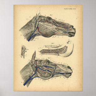 Pferd Venen Nerven Anatomie 1908 Vintage-Druck Poster