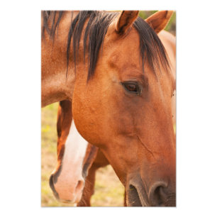 Pferd verstecken sich hinter Pferd Fotodruck