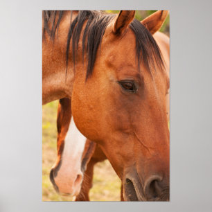 Pferd verstecken sich hinter Pferd Poster