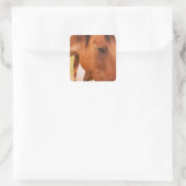 Pferd verstecken sich hinter Pferd Quadratischer Aufkleber (Tasche)