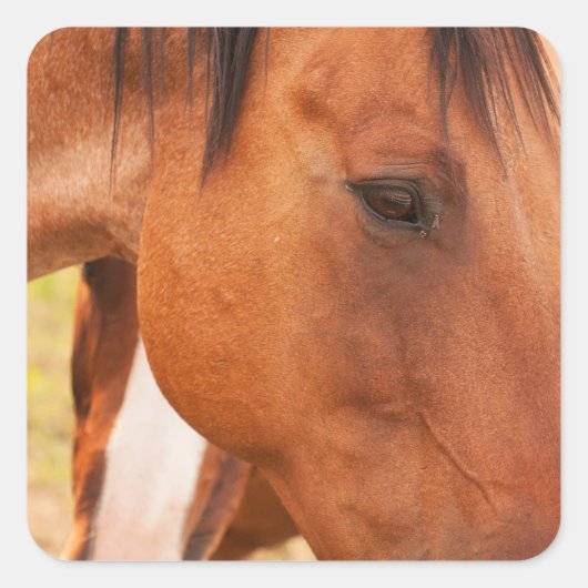 Pferd verstecken sich hinter Pferd Quadratischer Aufkleber (Vorderseite)