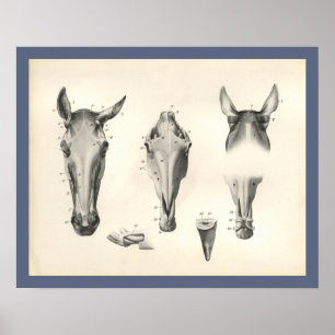 Pferd Veterinär Schädel Kopf Muskel Anatomie Druck Poster