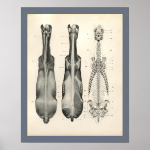 Pferd Veterinär Skelettmuskel Anatomie Druck Poster