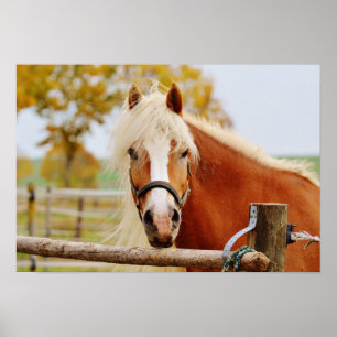 Pferd vor der Tür Poster