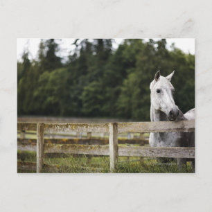 Pferd vor Ort, das über den Zaun schaut Postkarte