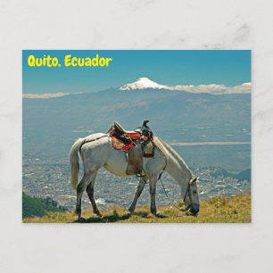 Pferd & Vulkan, Quito, Ecuador Postkarte