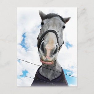 Pferd wird schwatzen - Funny Face Postkarte