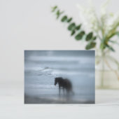 Pferd zu Fuß den Strand Newport Rhode Island Postkarte (Stehend Vorderseite)
