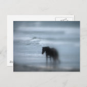 Pferd zu Fuß den Strand Newport Rhode Island Postkarte (Vorne/Hinten)