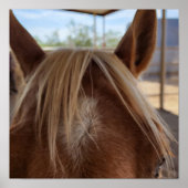 PferdBangs Poster (Vorne)