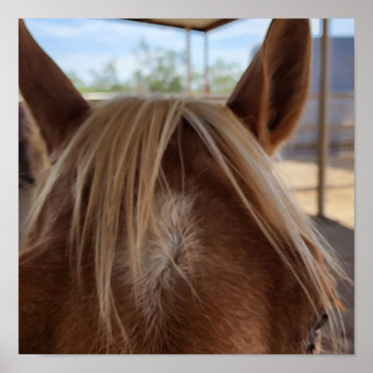 PferdBangs Poster (Vorne)