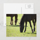 Pferde 2 postkarte (Vorne/Hinten)