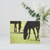Pferde 2 postkarte (Stehend Vorderseite)