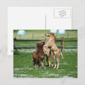 Pferde 3 postkarte (Vorne/Hinten)
