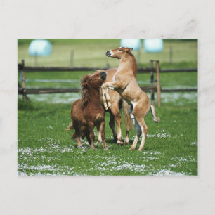 Pferde 3 postkarte