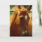 Pferde, Alles Gute Zum Geburtstag Karte (Vorderseite)