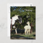 Pferde Alpaca Postkarte (Vorne/Hinten)