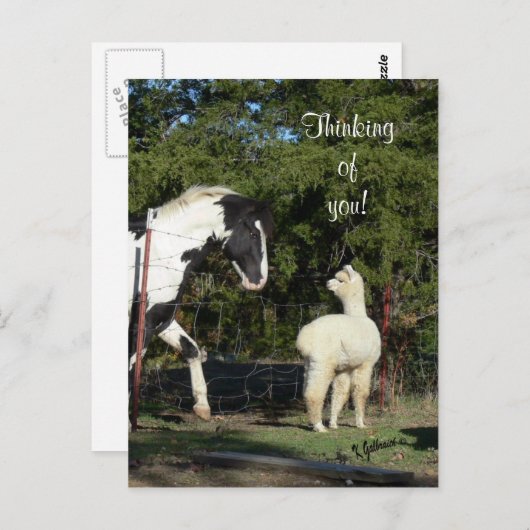 Pferde Alpaca Postkarte (Vorne/Hinten)