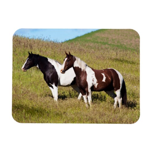 Pferde am Hang Magnet (Horizontal)