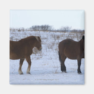Pferde am Kap Kiritappu, Hokkaido-Präfektur, Magnet