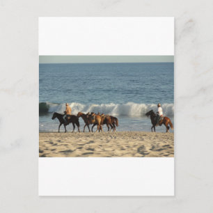 Pferde am Strand Postkarte