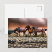 Pferde am Strand Postkarte (Vorne/Hinten)