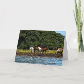 Pferde am Wasser - Costa Rica Karte (Vorderseite)