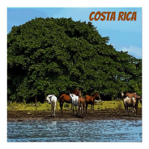 Pferde am Wasser - Costa Rica Poster