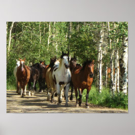 Pferde Aspens New Mexico Poster