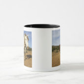 Pferde, Aude, Languedoc-Roussillon, Frankreich Tasse (Zentrum)