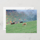 Pferde auf dem Berg Postkarte (Vorne/Hinten)