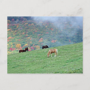 Pferde auf dem Berg Postkarte