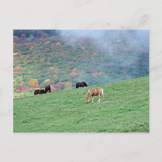 Pferde auf dem Berg Postkarte (Vorderseite)