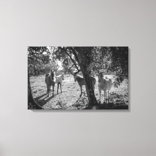 Pferde auf dem Feld Leinwanddruck