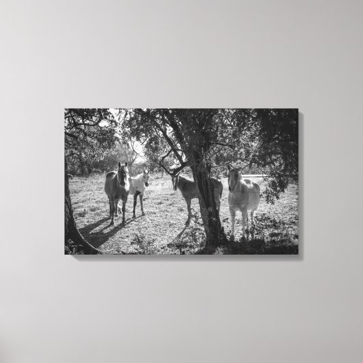 Pferde auf dem Feld Leinwanddruck (Vorderseite)