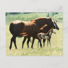 Pferde auf dem Feld mit Babybett Postkarte