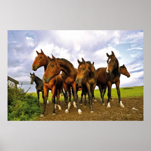 Pferde auf dem Feld Poster (Vorne)