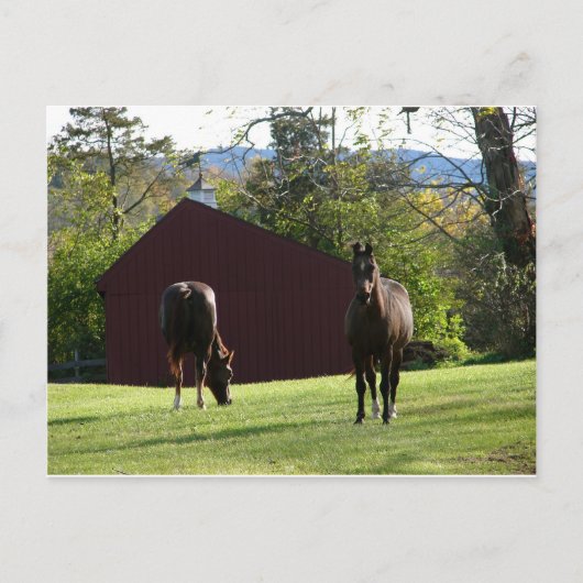 Pferde auf dem Feld Postkarte (Vorderseite)