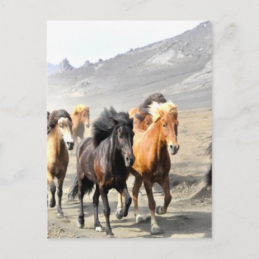 Pferde auf dem Weg zum Erfolg Postkarte (Vorderseite)