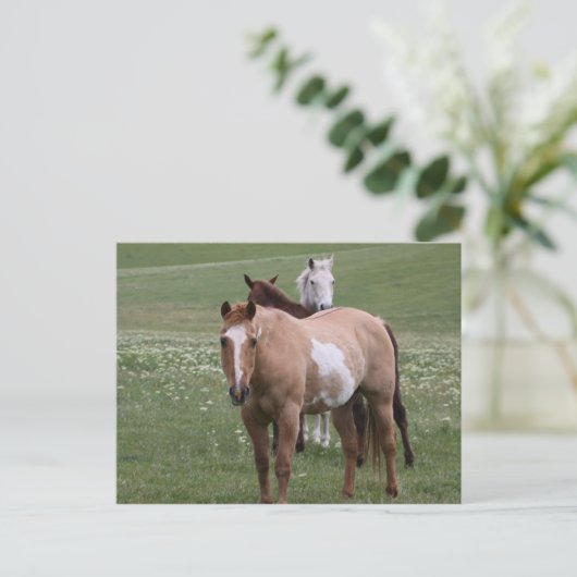 Pferde auf der Postkarte (Stehend Vorderseite)