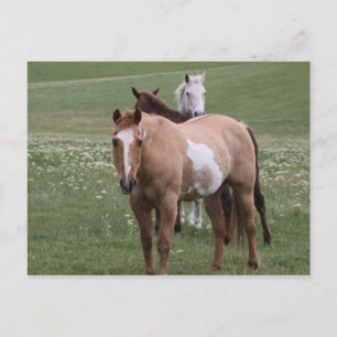 Pferde auf der Postkarte