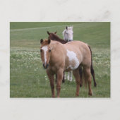 Pferde auf der Postkarte (Vorderseite)