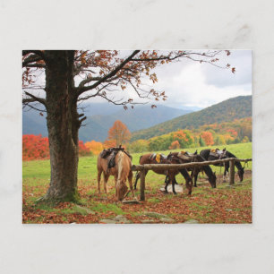 Pferde auf der Postkarte des Berges