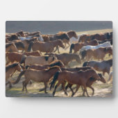 Pferde auf der Ranch, Innere Mongolei, China Fotoplatte (Vorderseite)